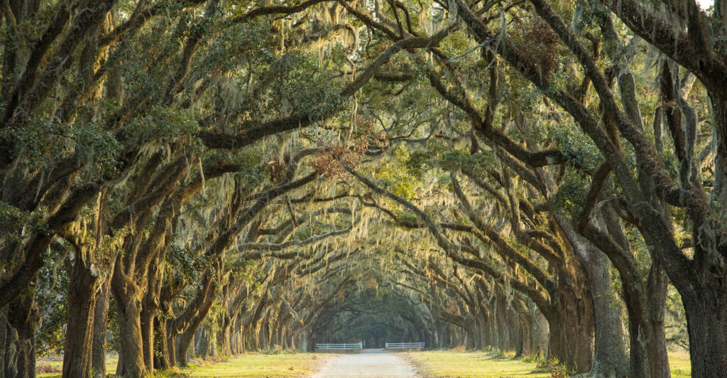 road under trees in forested area